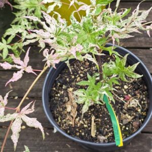 Ukigumo (weeping)-image