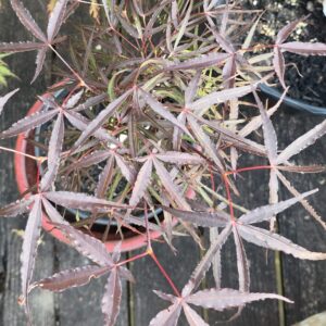 Hubbs Red Willow-image