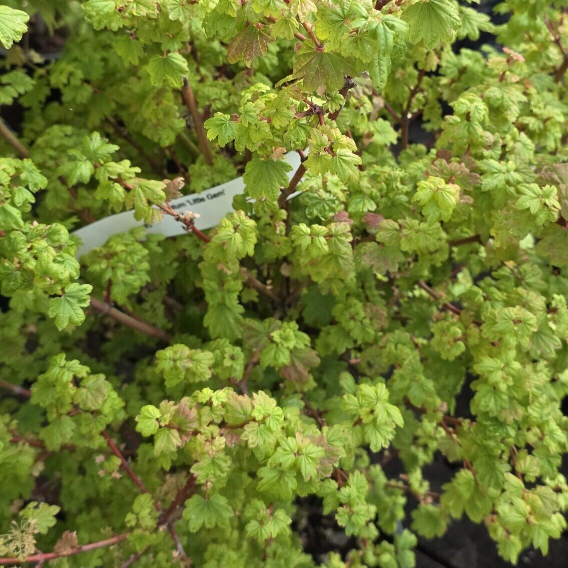 Little Gem-image