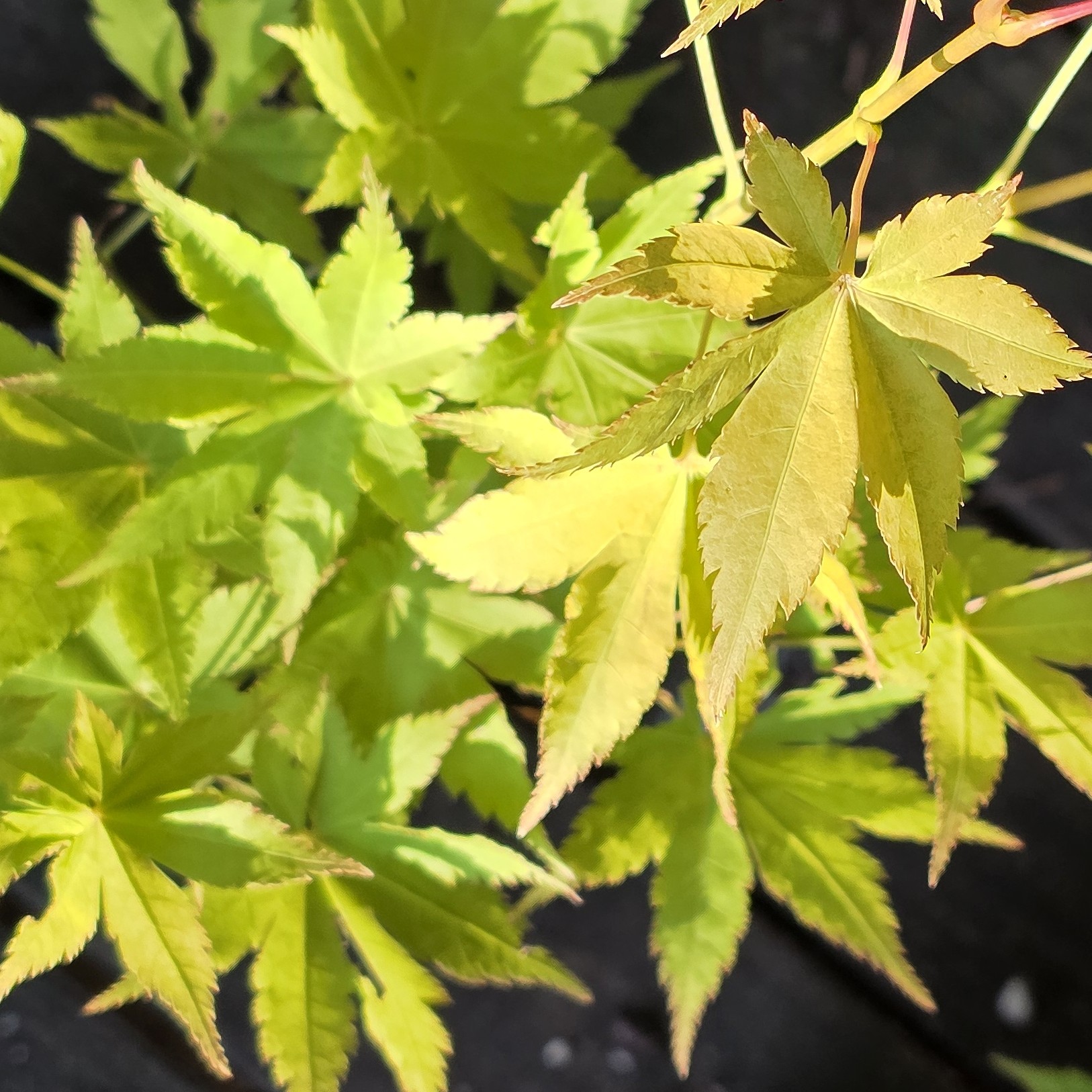 Summer Gold-image
