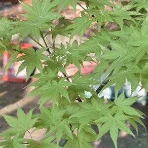 Sunny (bonsai)-image