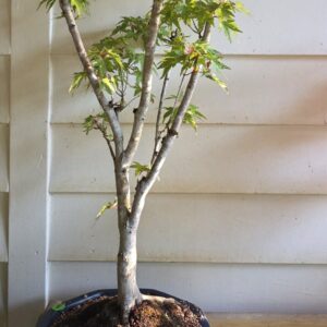 Ryugu (bonsai)-image