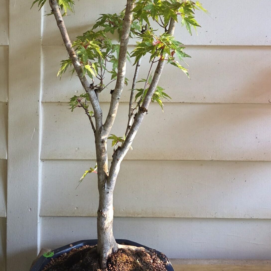 Ryugu (bonsai)-image