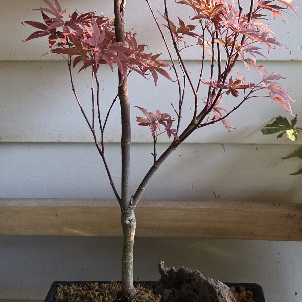 Skeeters Broom (bonsai)-image