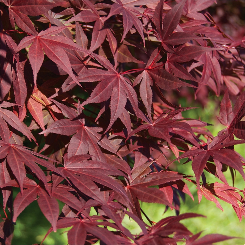 Atropurpureum-image