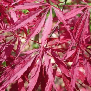 Tamekumaya-image