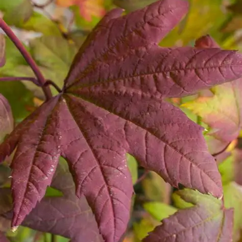 Burgundy Jewel-image
