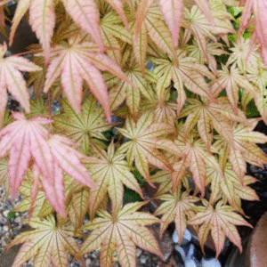 Peaches and Cream-image