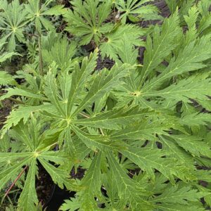 Aconitifolium-image