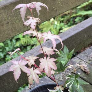 Asahi Zuru-image