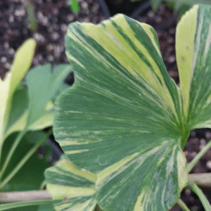 Ginkgo biloba 'Peve Maribo'-image