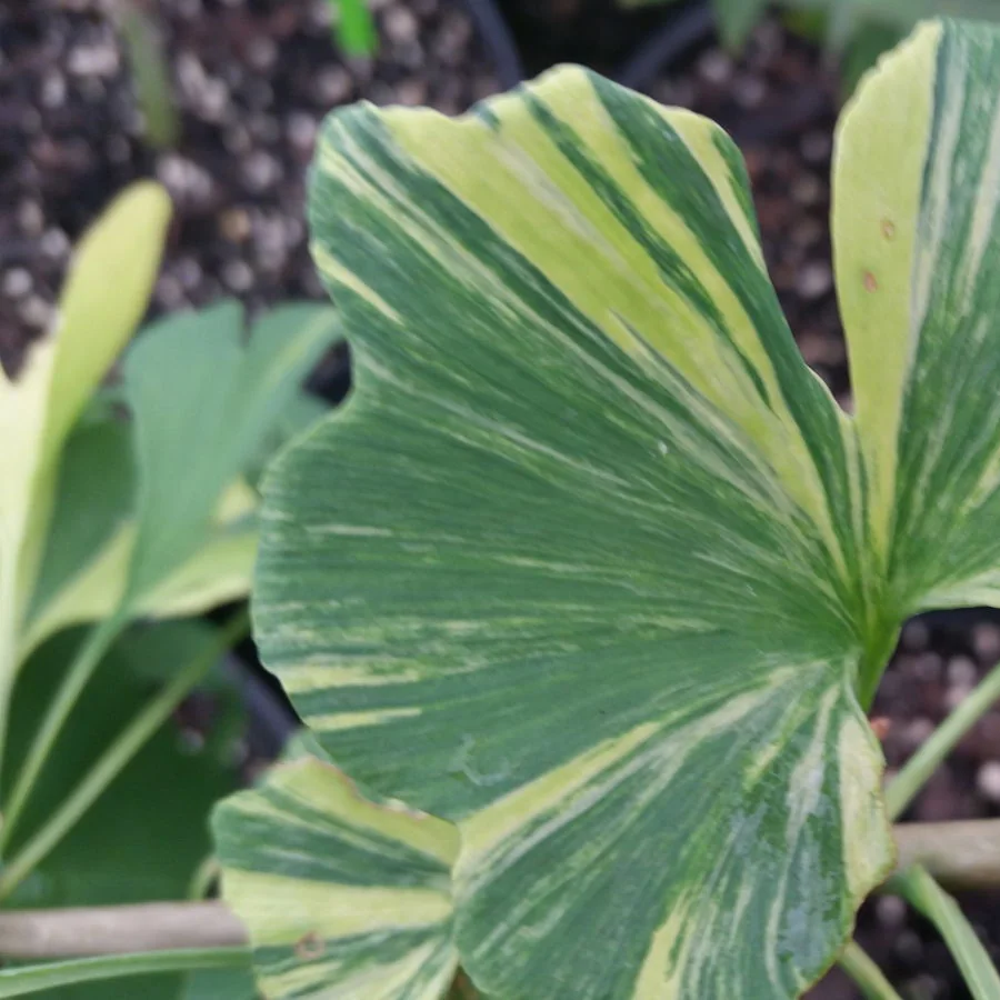 Ginkgo biloba 'Peve Maribo'-image
