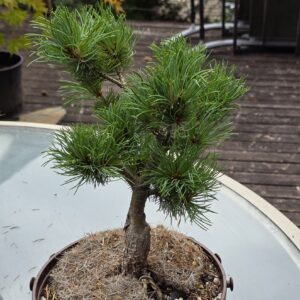 White Pine: Nellie-image