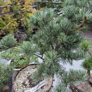 White Pine: Koru-image