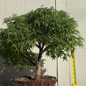 Sharps Pygmy-image
