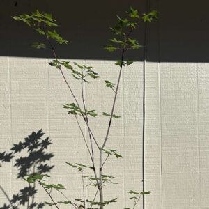 Herbstfeuer-image