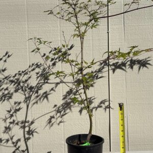 Kawahara Rose-image