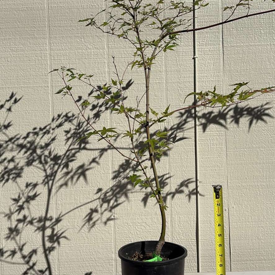 Kawahara Rose-image