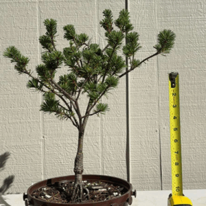 White Pine: Adcocks Dwarf-image