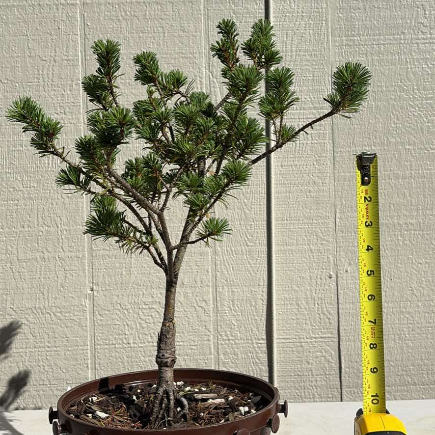 White Pine: Adcocks Dwarf-image